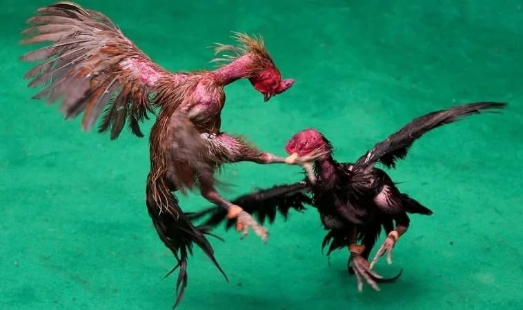 Hướng Dẫn Cách Chơi Đá Gà GA28 Tại Vui123 Chi Tiết Từ A Đến Z 1 Đá Gà GA28 Tại Vui123