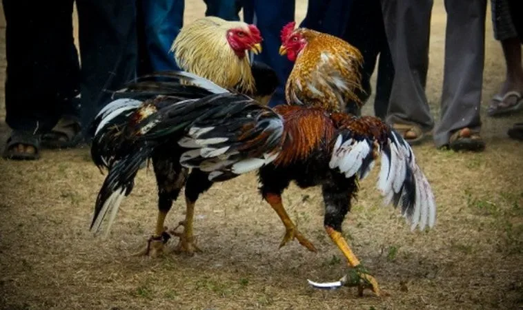 Hướng Dẫn Cách Chơi Đá Gà Ws168 Tại Vui123 Cực Kỳ Thú Vị 1 Đá Gà Ws168 Tại Vui123